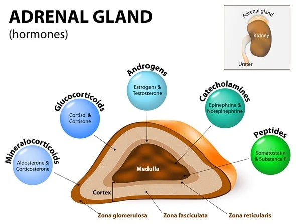 Adrenal Disorders - Dr. Ajay Jain